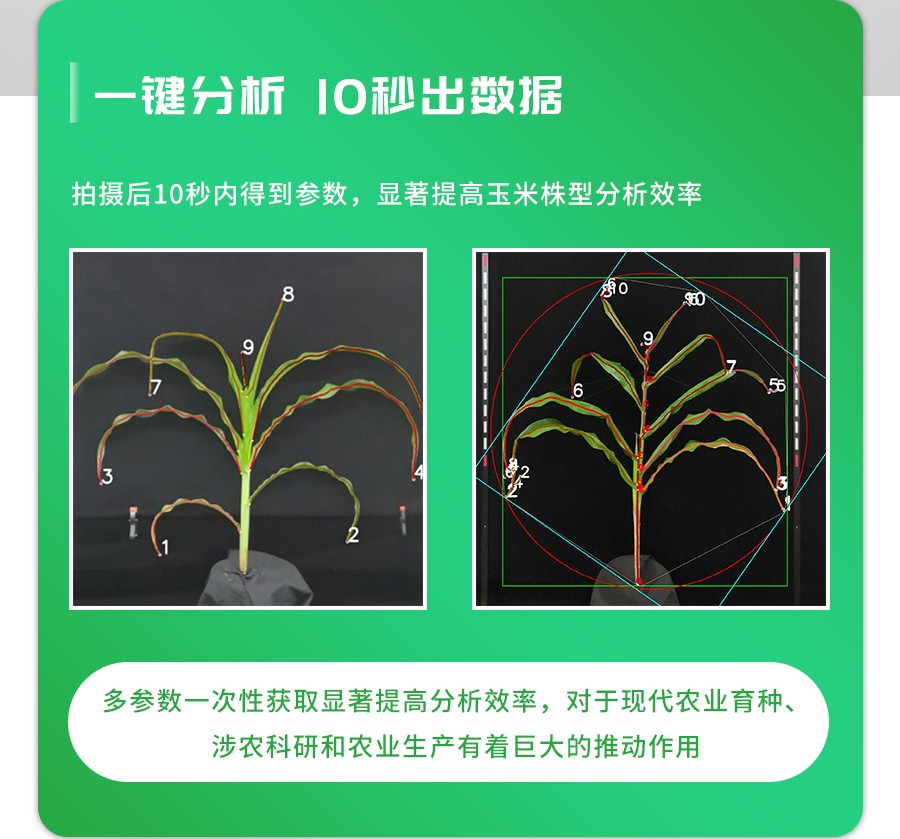 玉米株型分析系统